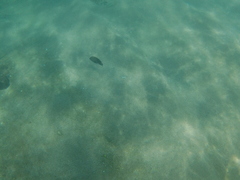 Stegastes acapulcoensis