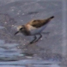 Calidris minutilla