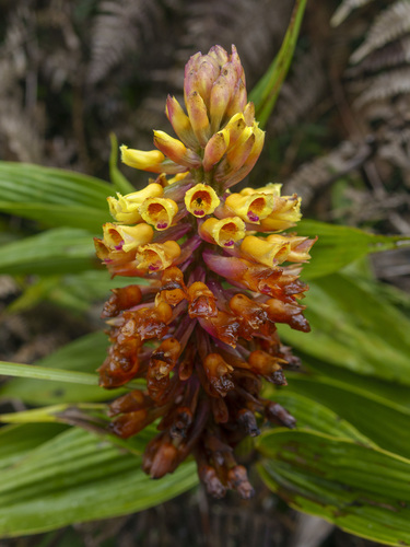 Elleanthus