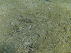 Sphoeroides lobatus