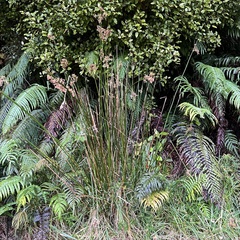 Juncus procerus