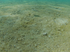 Sphoeroides lobatus