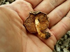 Agrocybe smithii