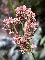 Juncus procerus