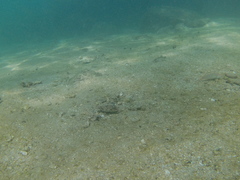 Sphoeroides lobatus