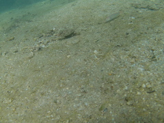 Sphoeroides lobatus