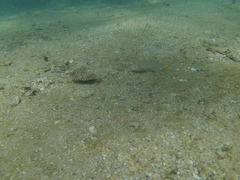 Sphoeroides lobatus