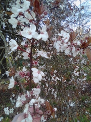 Prunus