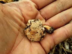 Agrocybe smithii