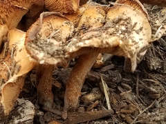 Agrocybe smithii
