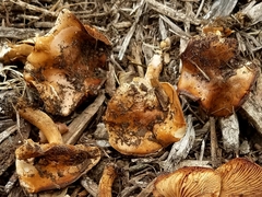 Agrocybe smithii