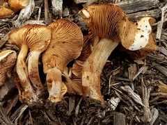 Agrocybe smithii
