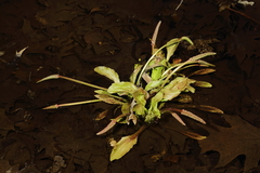 Plantago cordata