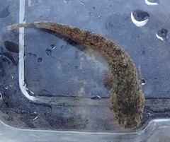 Liparis cyclopus