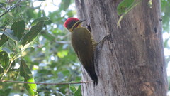 Piculus chrysochloros