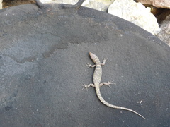 Lepidophyma occulor