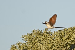 Oena capensis aliena