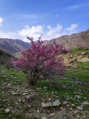 Prunus spinosissima