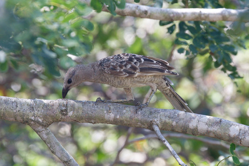 Chlamydera nuchalis