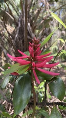 Erythrina herbacea image
