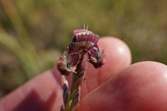 Schinia pulchripennis