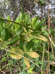 Myrsine cubana
