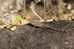Sceloporus utiformis