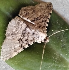 Polydesma boarmoides