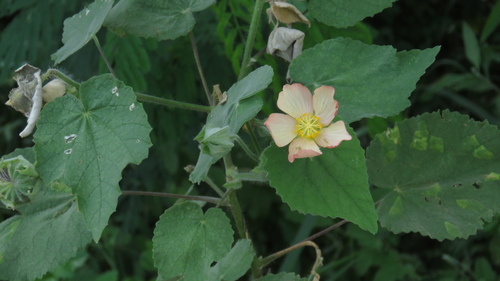 Callianthe pauciflora, photograph 4