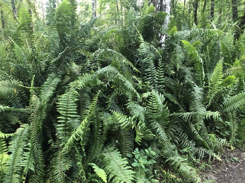 Nephrolepis X averyi