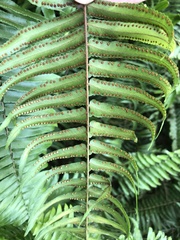 Nephrolepis × averyi