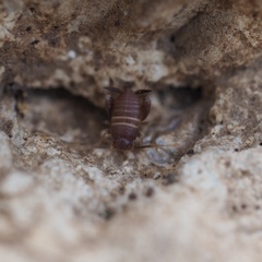 Myrmecophilus acervorum