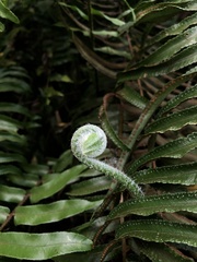 Nephrolepis × averyi