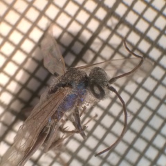 Auplopus architectus