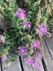 Centaurea polyacantha