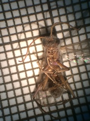 Auplopus architectus