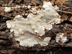 Perenniporia tenuis