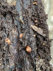 Strobilops