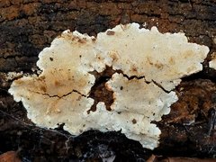 Perenniporia tenuis