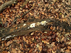 Perenniporia tenuis