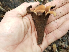 Chorioactis geaster image