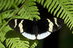 Heliconius eleuchia eleuchia