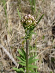 Valeriana uliginosa