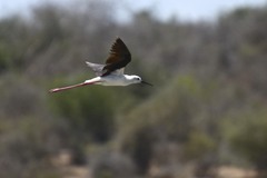 Himantopus himantopus