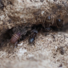 Myrmecophilus acervorum