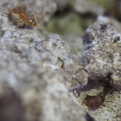 Myrmecophilus acervorum