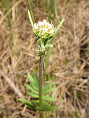 Valeriana uliginosa