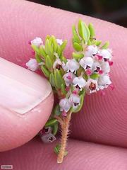 Erica hispidula hispidula