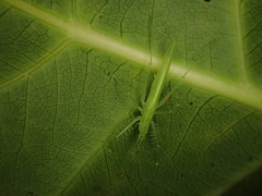 Beiericolya tardipes