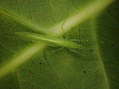 Beiericolya tardipes